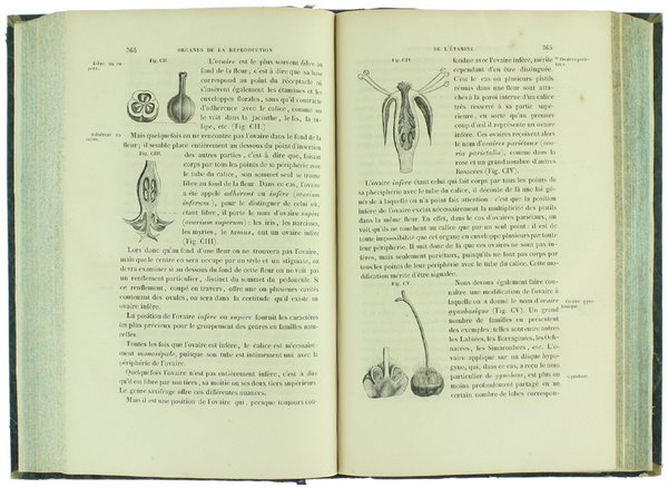 NOUVEAUX ELEMENS DE BOTANIQUE ET DE PHYSIOLOGIE VEGETALE. Sixième édition … | Immagine Gallery 4