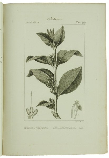 BOTANICA. Ventidue incisioni originali in rame (cm (24,5x17,5 cm) tratte …