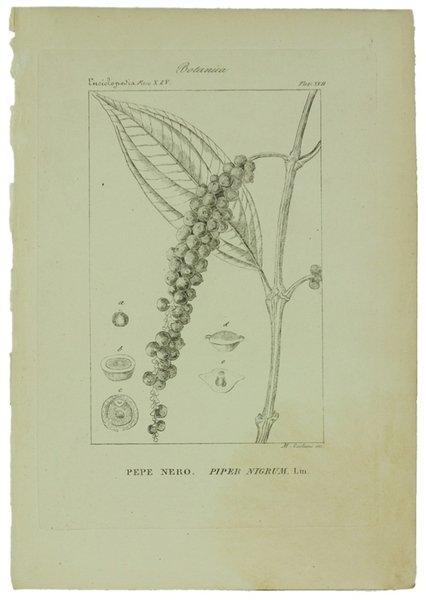 BOTANICA. Ventidue incisioni originali in rame (cm (24,5x17,5 cm) tratte …