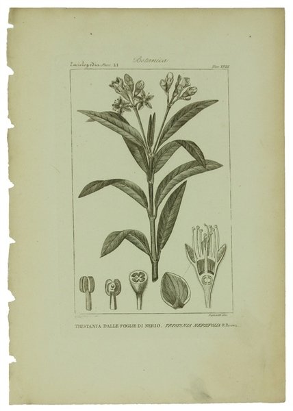 BOTANICA. Ventidue incisioni originali in rame (cm (24,5x17,5 cm) tratte …