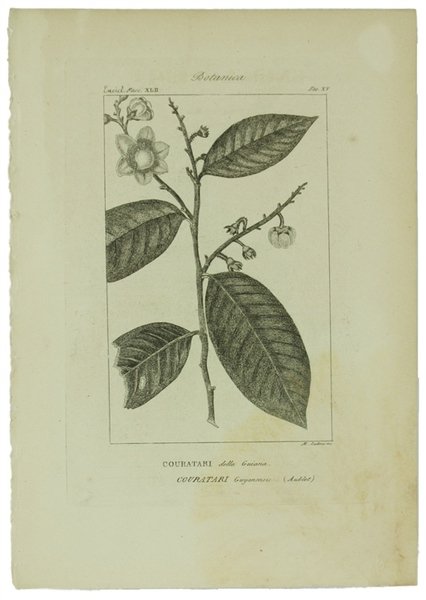 BOTANICA. Ventidue incisioni originali in rame (cm (24,5x17,5 cm) tratte …