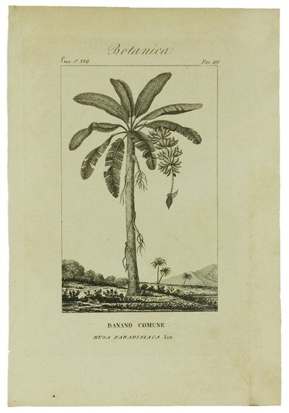 BOTANICA. Ventidue incisioni originali in rame (cm (24,5x17,5 cm) tratte …