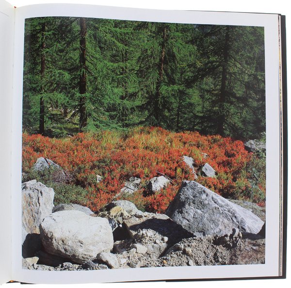 STAGIONI. | Immagine Gallery 4