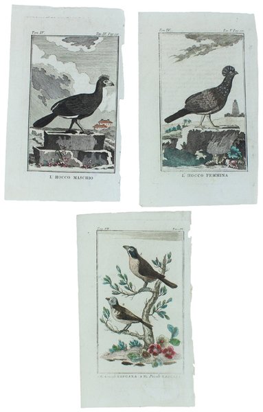 UCCELLI SUDAMERICANI: 3 Tavole originali acquerellate tratte dalla STORIA NATURALE. | Immagine principale