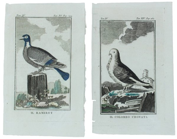 COLOMBI : 2 Tavole originali acquerellate tratte dalla STORIA NATURALE. | Immagine principale