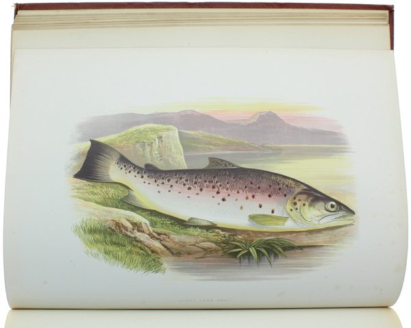 BRITISH FRESH-WATER FISHES.