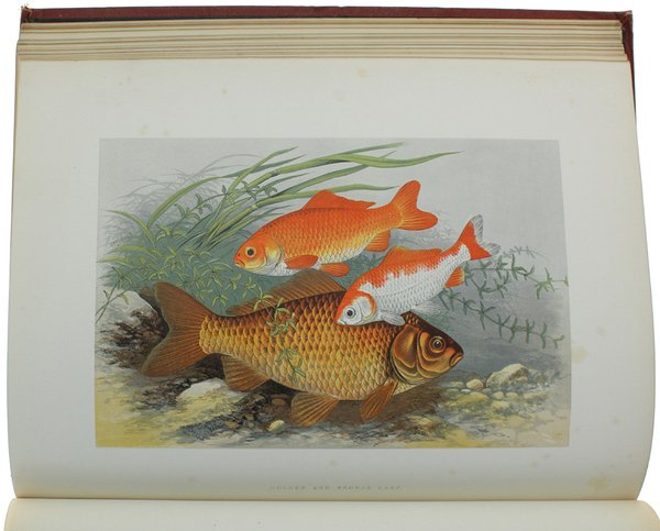 BRITISH FRESH-WATER FISHES.