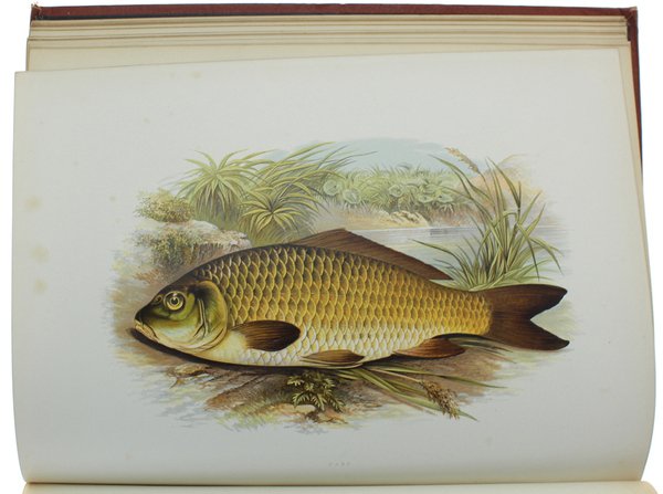 BRITISH FRESH-WATER FISHES.