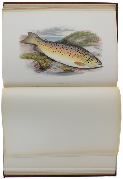 BRITISH FRESH-WATER FISHES.