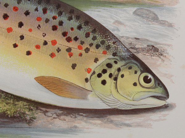 BRITISH FRESH-WATER FISHES.