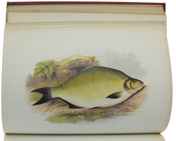 BRITISH FRESH-WATER FISHES.