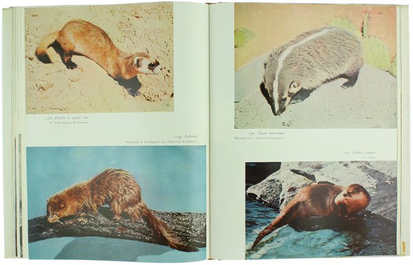 IL LIBRO DEI MAMMIFERI.