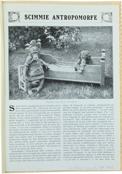 SCIMMIE ANTROPOMORFE.