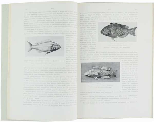 PESCI - Animali Viventi, volume secondo, libro IV.