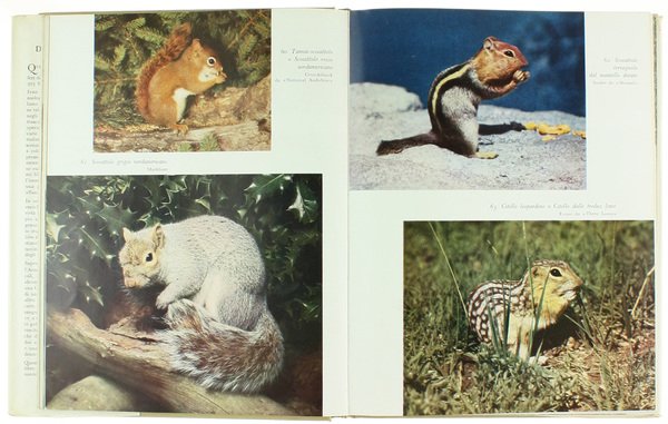 IL LIBRO DEI MAMMIFERI - "Il mondo della natura"