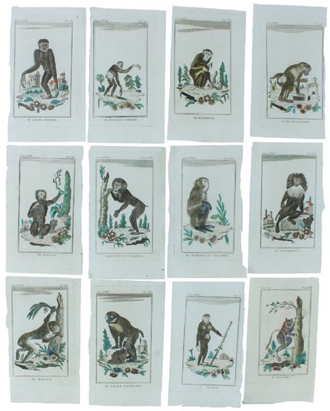 SCIMMIE E LEMURI: 12 Tavole originali acquerellate tratte dalla STORIA … | Immagine principale