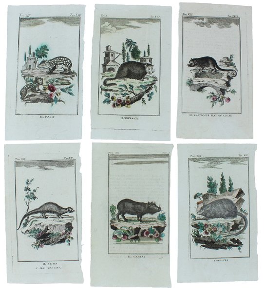 RODITORI DIVERSI: 6 Tavole originali acquerellate tratte dalla STORIA NATURALE. | Immagine principale
