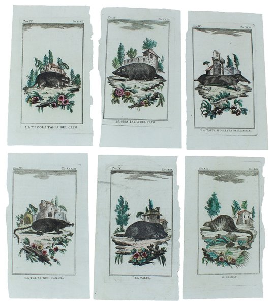 TALPE: 6 Tavole originali acquerellate tratte dalla STORIA NATURALE. | Immagine principale