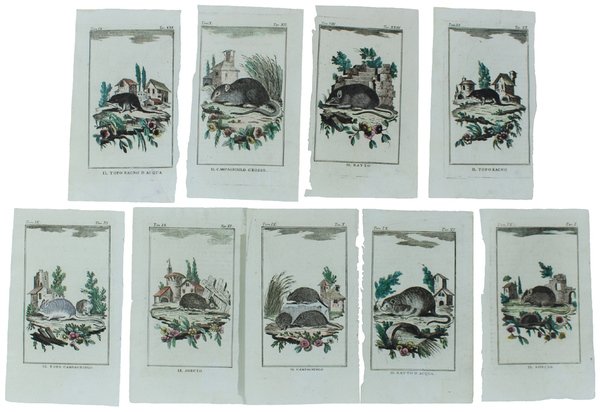 TOPI: 9 Tavole originali acquerellate tratte dalla STORIA NATURALE. | Immagine principale