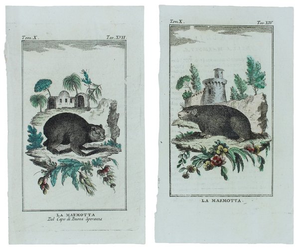 MARMOTTE: 2 Tavole originali acquerellate tratte dalla STORIA NATURALE. | Immagine principale