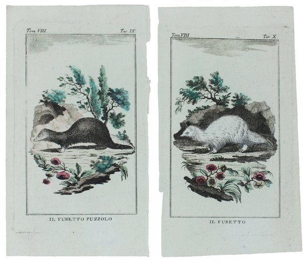 FURETTI : 2 Tavole originali acquerellate tratte dalla STORIA NATURALE. | Immagine principale