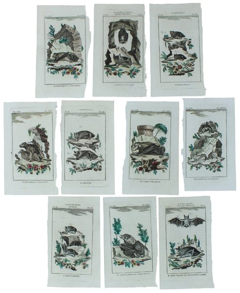 PIPISTRELLI : 11 Tavole originali acquerellate tratte dalla STORIA NATURALE. | Immagine principale