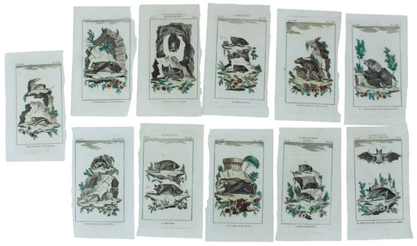 PIPISTRELLI : 11 Tavole originali acquerellate tratte dalla STORIA NATURALE. | Immagine Gallery 2