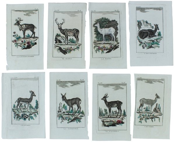 CERVI E ANTILOPI : 16 Tavole originali acquerellate tratte dalla … | Immagine principale