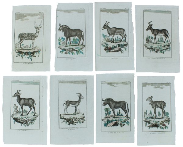 CERVI E ANTILOPI : 16 Tavole originali acquerellate tratte dalla … | Immagine Gallery 2