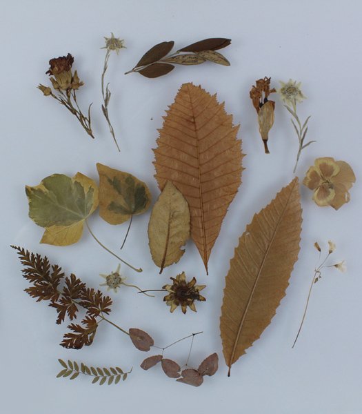 FIORI SECCHI ANTICHI E FOGLIE (trovati nei vecchi libri)