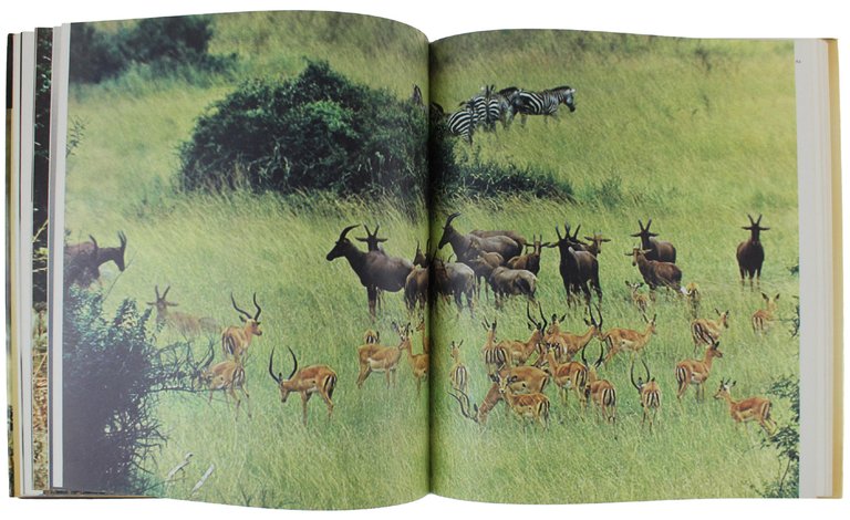 AFRICA [hardcover, ENGLISH TEXT]