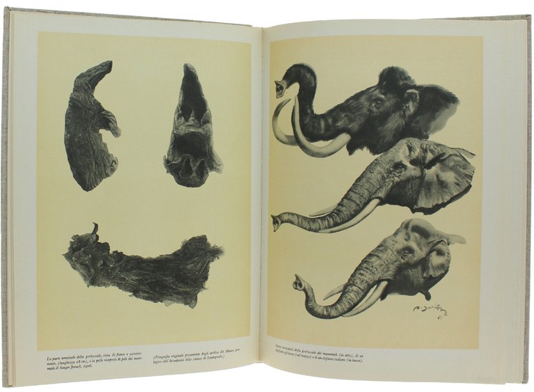 ALLA SCOPERTA DEI MAMMUTH [splendido, freschissimo volume]