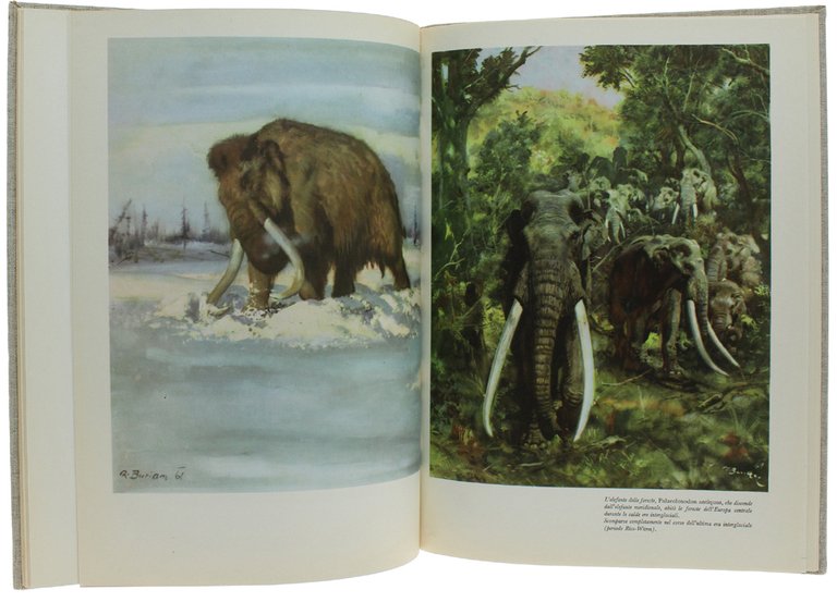 ALLA SCOPERTA DEI MAMMUTH [splendido, freschissimo volume]