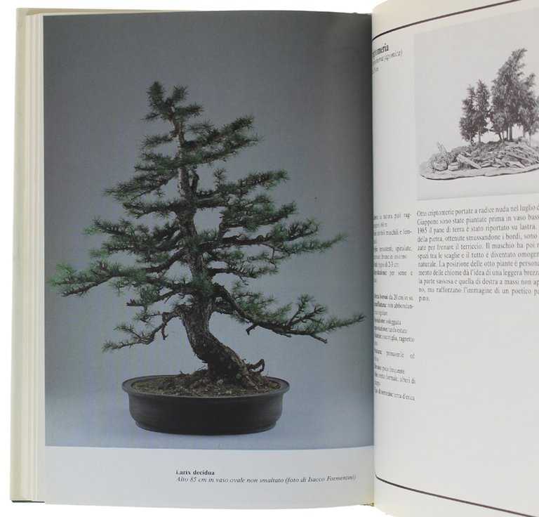 BONSAI - L'arte di coltivare alberi in miniatura [1a edizione, …