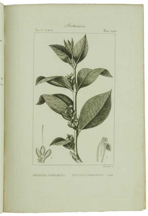 BOTANICA. Ventidue incisioni originali in rame (cm (24,5x17,5 cm) tratte …