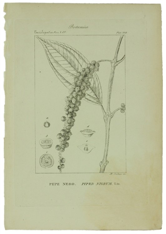 BOTANICA. Ventidue incisioni originali in rame (cm (24,5x17,5 cm) tratte …