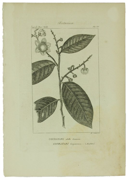 BOTANICA. Ventidue incisioni originali in rame (cm (24,5x17,5 cm) tratte …