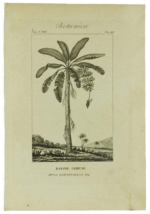 BOTANICA. Ventidue incisioni originali in rame (cm (24,5x17,5 cm) tratte …