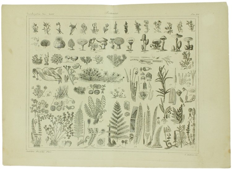 BOTANICA. Ventidue incisioni originali in rame (cm (24,5x17,5 cm) tratte …