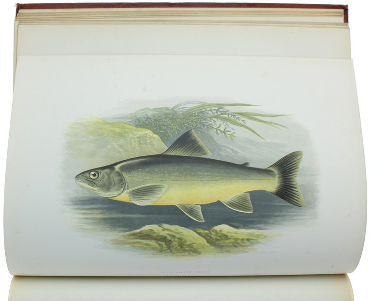 BRITISH FRESH-WATER FISHES.