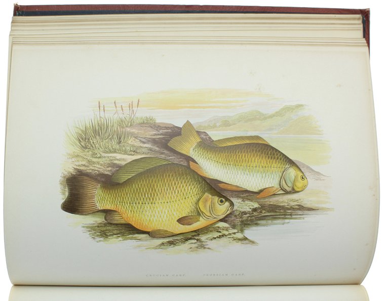 BRITISH FRESH-WATER FISHES.