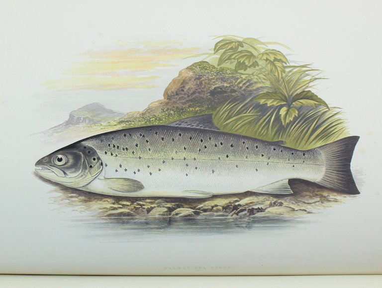 BRITISH FRESH-WATER FISHES.