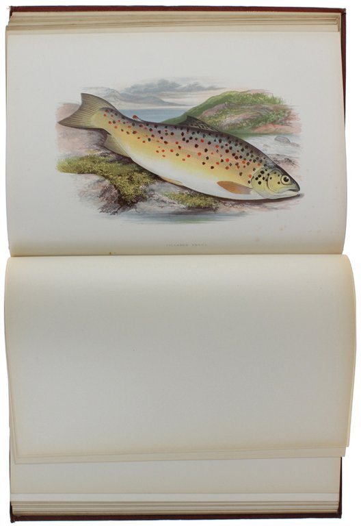 BRITISH FRESH-WATER FISHES.