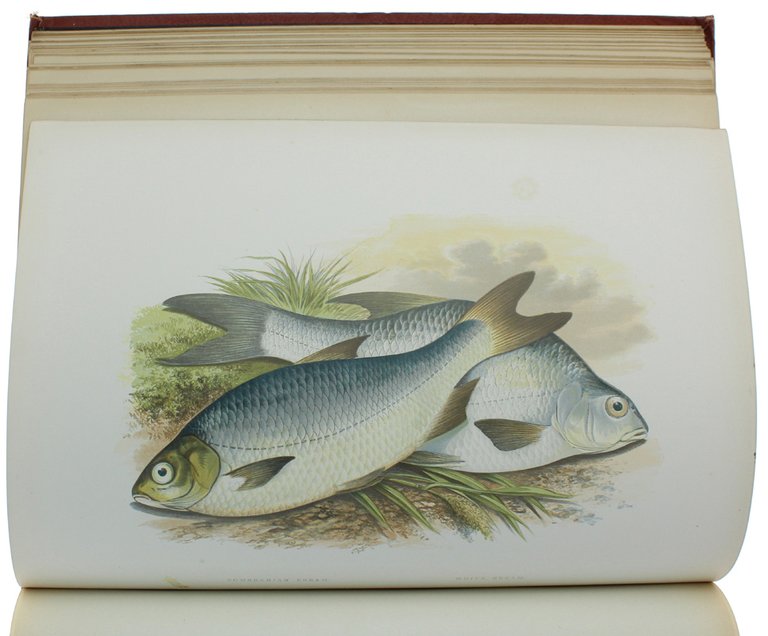 BRITISH FRESH-WATER FISHES.