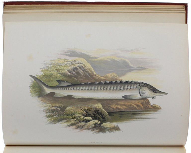 BRITISH FRESH-WATER FISHES.