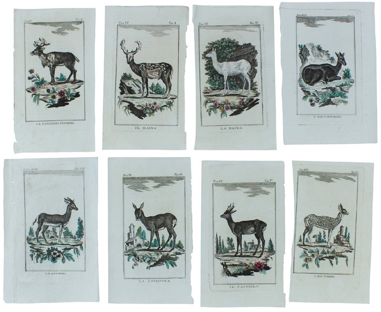 CERVI E ANTILOPI : 16 Tavole originali acquerellate tratte dalla … | Immagine Gallery 3