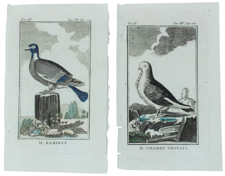 COLOMBI : 2 Tavole originali acquerellate tratte dalla STORIA NATURALE. | Immagine Gallery 2