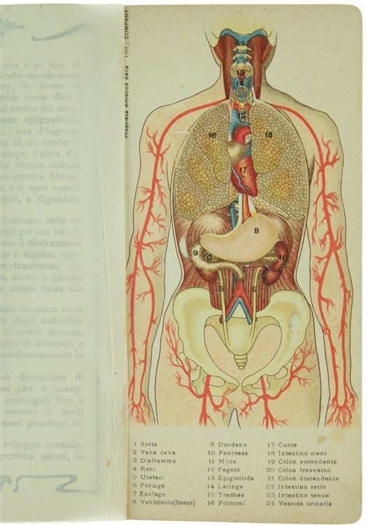 DISTURBI DELLO STOMACO E DELL'APPARATO DIGERENTE con tavola anatomica mobile …