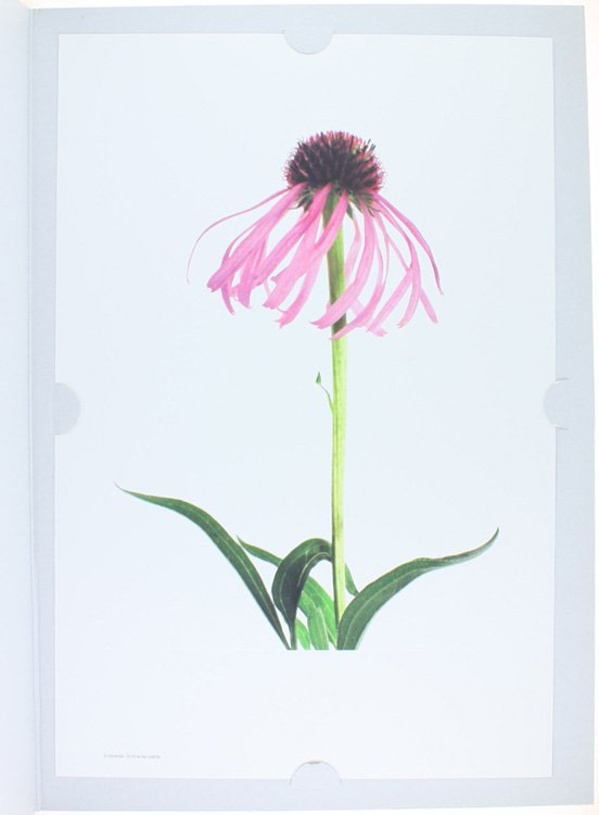 ECHINACEA PALLIDA.