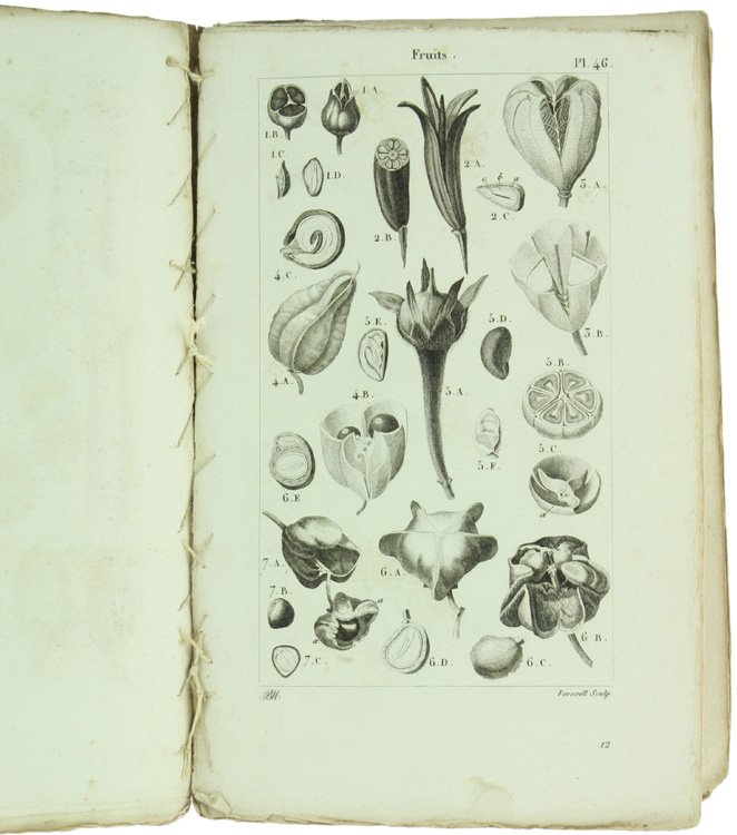 ELEMENS DE PHYSIOLOGIE VEGETALE ET DE BOTANIQUE - PLANCHES.